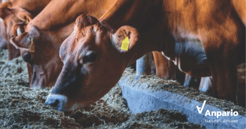 Cows eating 