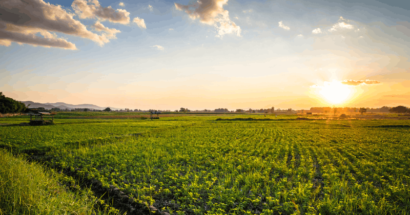A green field with the sun shining